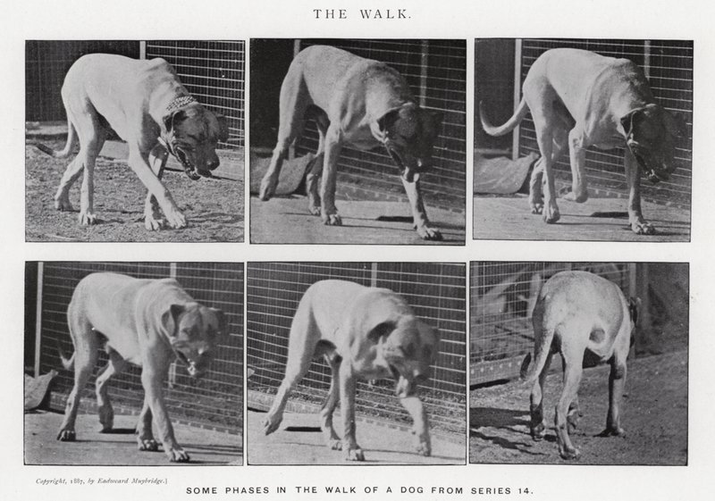Eadweard Muybridge: The Walk (f/w fotó) alkotó: Eadweard Muybridge