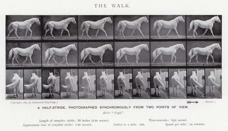 Eadweard Muybridge: The Walk (f/w fotó) alkotó: Eadweard Muybridge