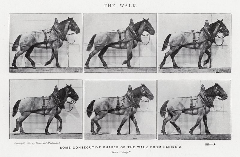 Eadweard Muybridge: The Walk (f/w fotó) alkotó: Eadweard Muybridge