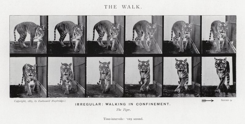 Eadweard Muybridge: The Walk (f/w fotó) alkotó: Eadweard Muybridge