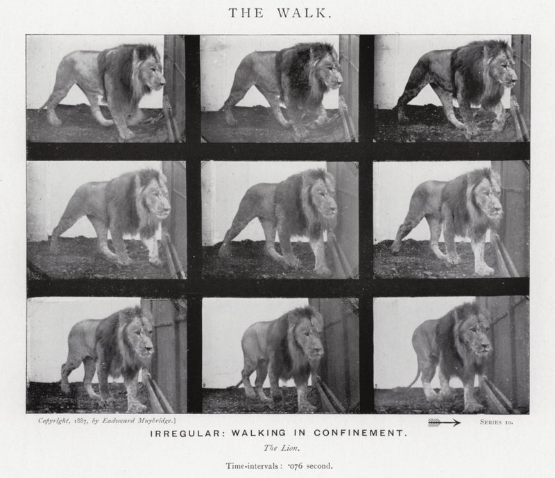 Eadweard Muybridge: The Walk (f/w fotó) alkotó: Eadweard Muybridge
