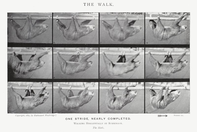 Eadweard Muybridge: The Walk (f/w fotó) alkotó: Eadweard Muybridge