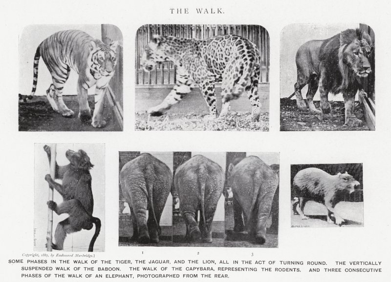 Eadweard Muybridge: The Walk (f/w fotó) alkotó: Eadweard Muybridge