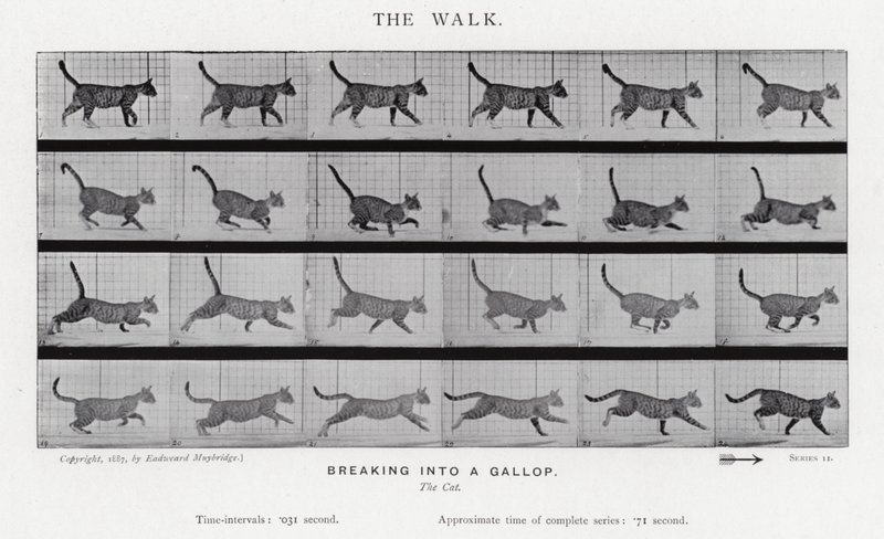 Eadweard Muybridge: A séta alkotó: Eadweard Muybridge