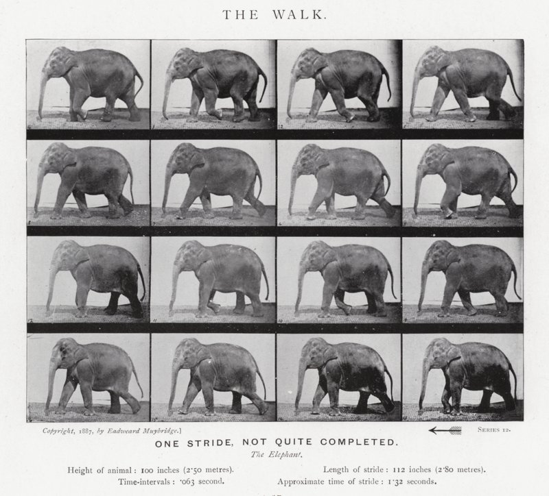 Eadweard Muybridge: A séta alkotó: Eadweard Muybridge