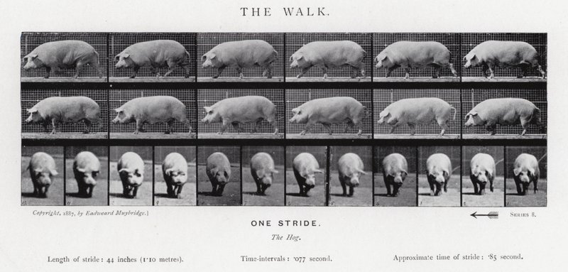Eadweard Muybridge: A séta alkotó: Eadweard Muybridge