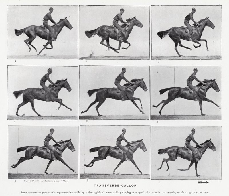 Eadweard Muybridge: Keresztirányú vágta alkotó: Eadweard Muybridge