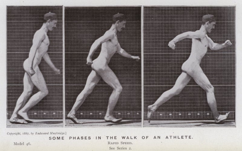 Az emberi alak mozgásban: Egy sportoló sétájának néhány fázisa (f/w fotó) alkotó: Eadweard Muybridge