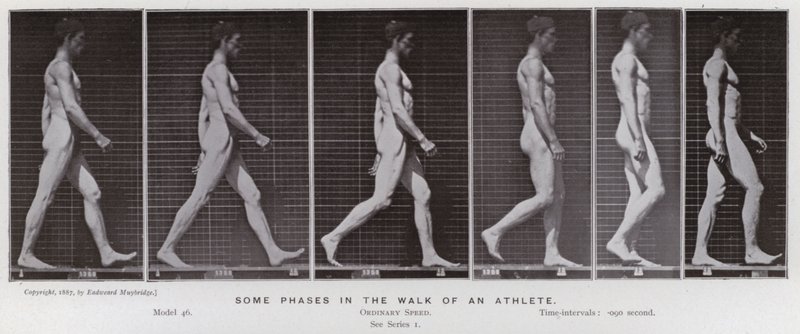 Az emberi alak mozgásban: Egy sportoló sétájának néhány fázisa (f/w fotó) alkotó: Eadweard Muybridge