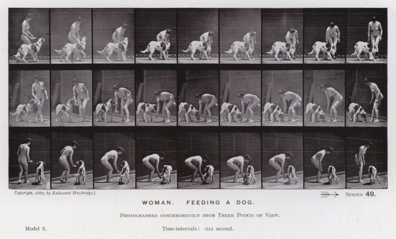 Mozgó emberalak: Nő, kutyát etet (f/w fotó) alkotó: Eadweard Muybridge