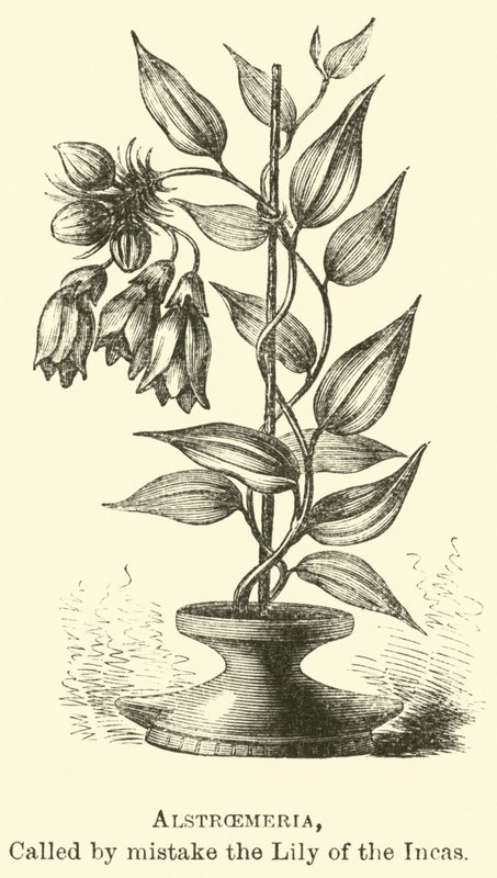 Alstroemeria, tévesen az inkák liliomának nevezik. alkotó: Edouard Riou
