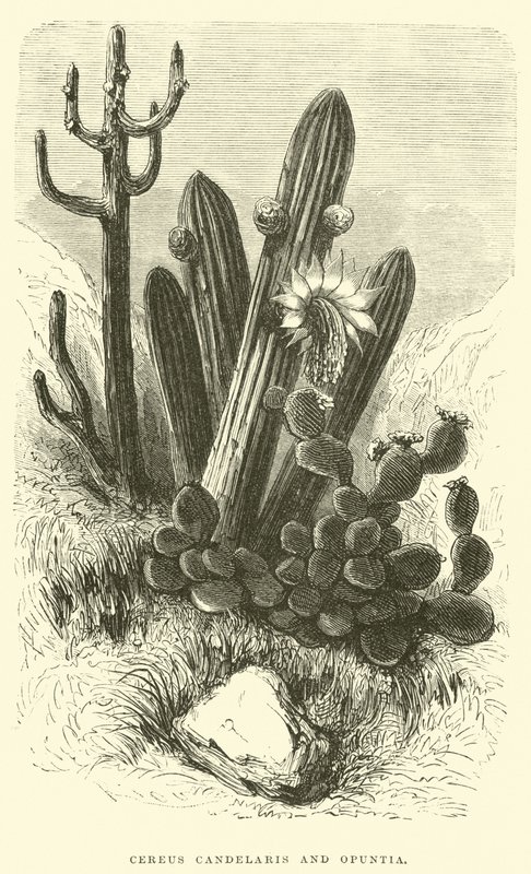 Cereus Cadelaris és Opuntia alkotó: Edouard Riou