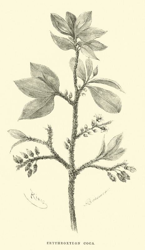 Eritroxilon koka alkotó: Edouard Riou