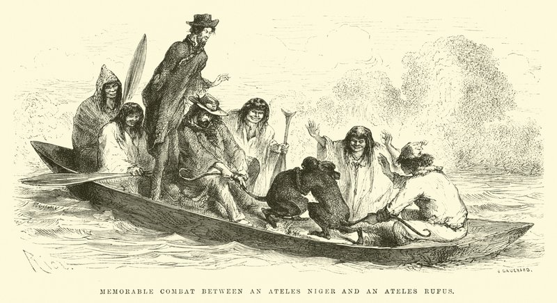 Emlékezetes harc egy Ateles niger és egy Ateles rufus között alkotó: Edouard Riou