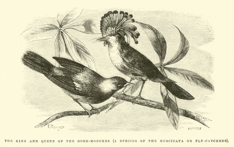A gobe-mouches király és királynője, a muscicapa vagy légyfogó faj alkotó: Edouard Riou