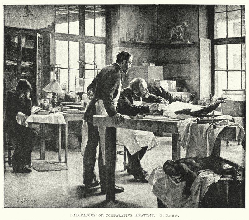Összehasonlító anatómiai laboratórium (metszet) alkotó: Edouard Gelhay