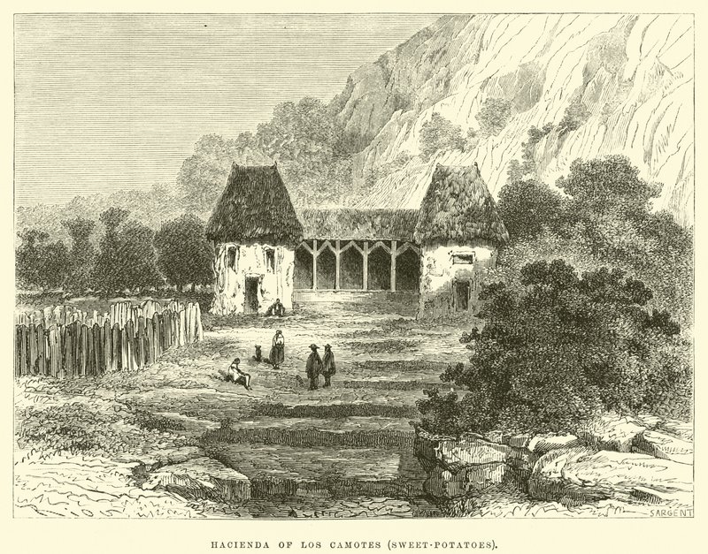 Hacienda of Los Camotes, édesburgonya alkotó: Edouard Riou