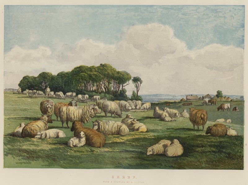 juh (chromolitho) alkotó: Edward Duncan