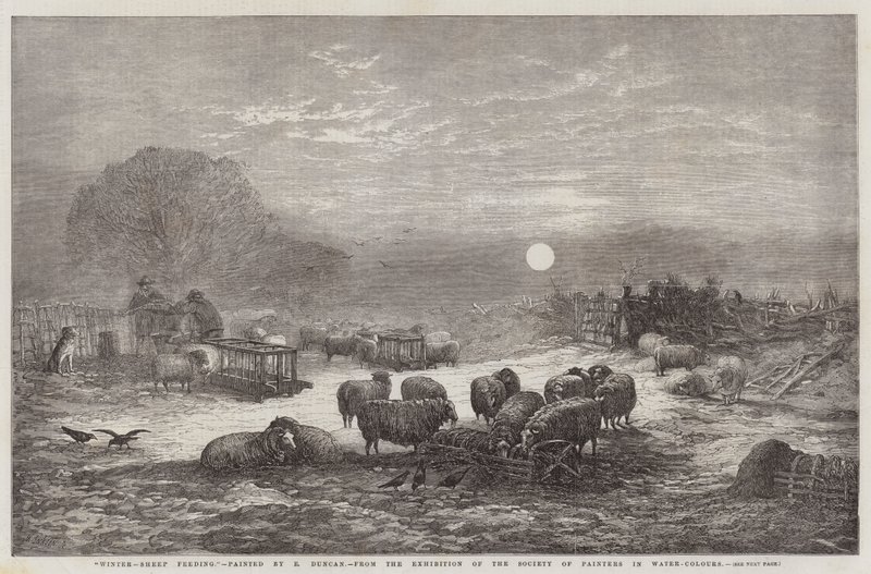 Tél, birkaetetés, a Festők Társaságának Vízfesték Kiállításáról alkotó: Edward Duncan
