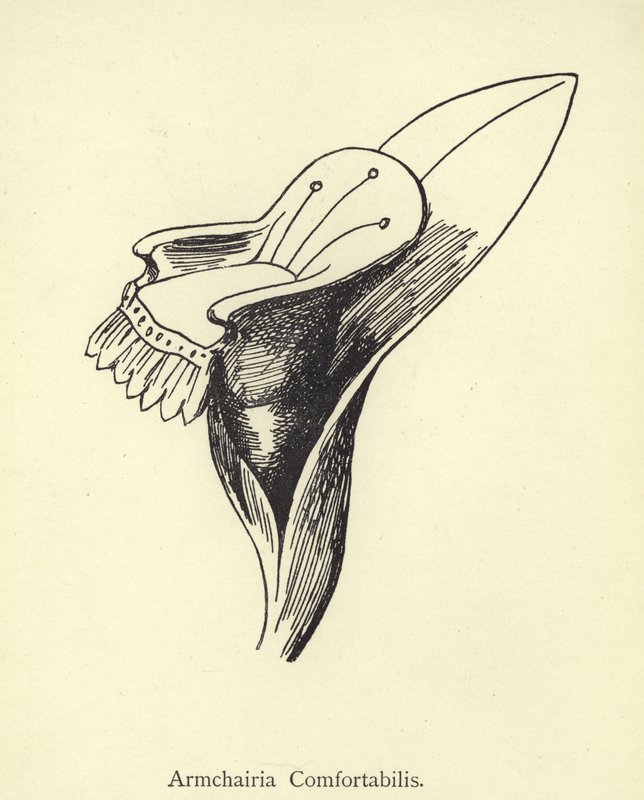Chairia Comfortabilis alkotó: Edward Lear