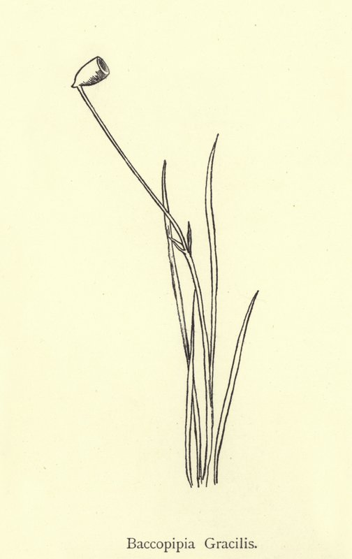 Baccopipia Gracilis alkotó: Edward Lear