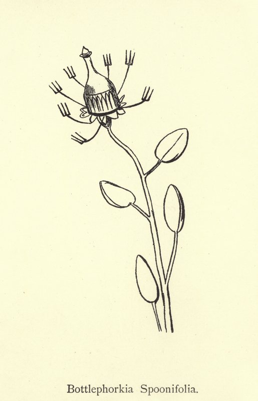 Bottlephoria Spoonifolia alkotó: Edward Lear