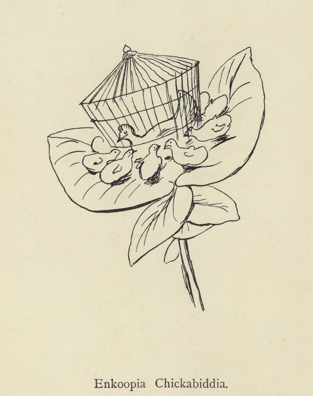 Enkoopia Chickabiddia alkotó: Edward Lear