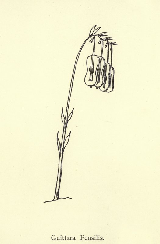 Guittara Pensilis alkotó: Edward Lear