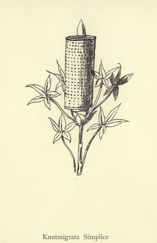 Knutmigrata Egyszerű alkotó: Edward Lear