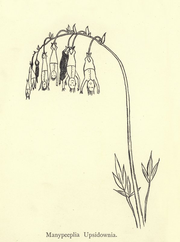 Manypeeplia Upsidownia alkotó: Edward Lear