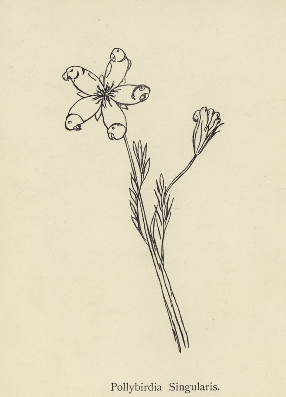 Pollybirdia Singularis alkotó: Edward Lear