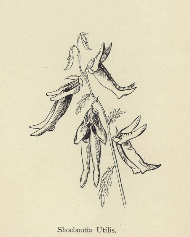 Shoebootia Utilis alkotó: Edward Lear