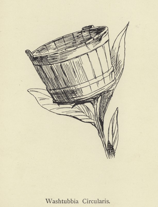Washtubbia Circularis alkotó: Edward Lear