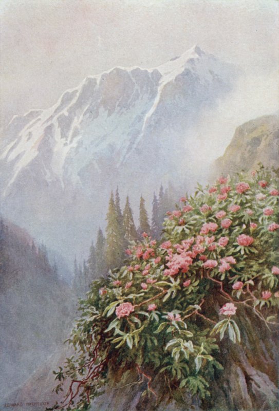 Vadon élő rododendronok alkotó: Edward Mary Joseph Molyneux