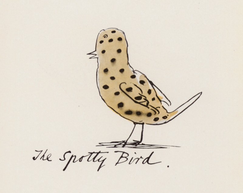 Edward Lear, A madárkönyv: A foltos madár (színes litho) alkotó: Edward (after) Lear