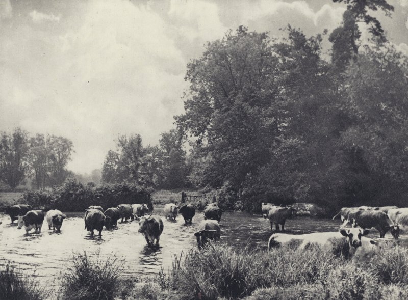 Tehenek kelnek át a Nadderen (fekete-fehér fotó) alkotó: Edward Alfred Barton