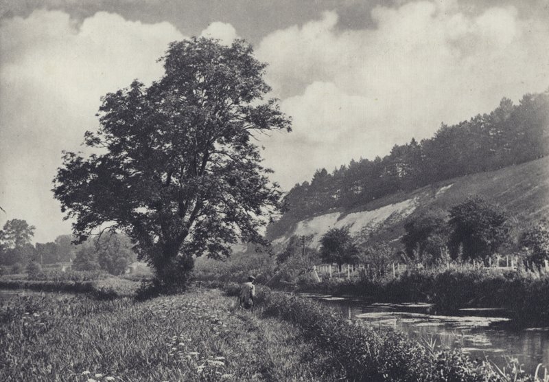 A nagy kőris a főhordozón, Leckford (fekete-fehér fotó) alkotó: Edward Alfred Barton
