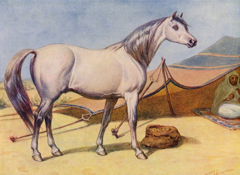 arab ló (színes litho) alkotó: Edward Brice Montefiore