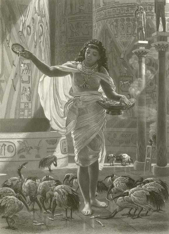 A szent íbisz etetése Karnac termeiben alkotó: Edward John Poynter