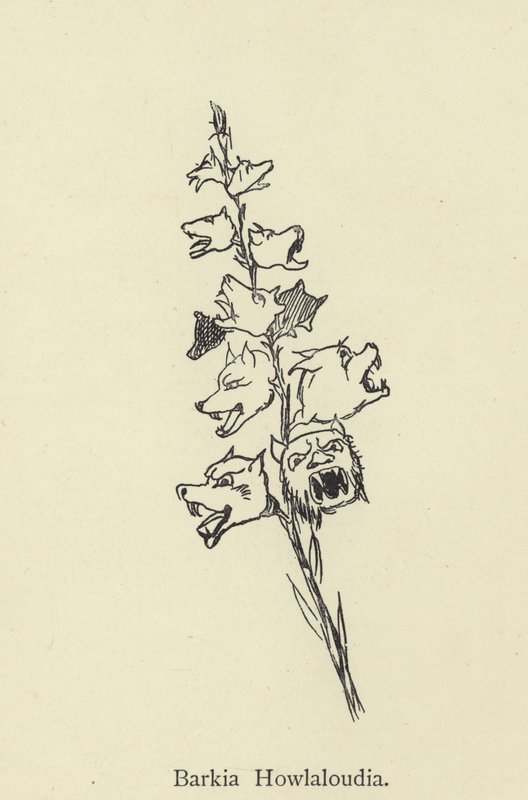 Barkia Howlaloudia alkotó: Edward Lear