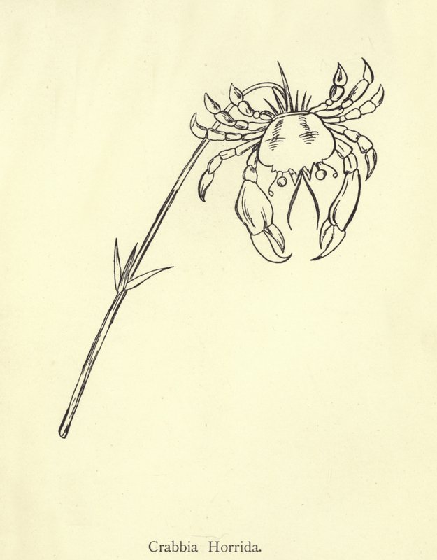 Crabbia Horrida alkotó: Edward Lear