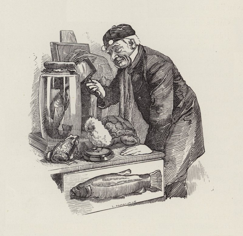 Illusztráció: Charles Kingsley: The Water-Babies (metszet) alkotó: Edward Linley (after) Sambourne