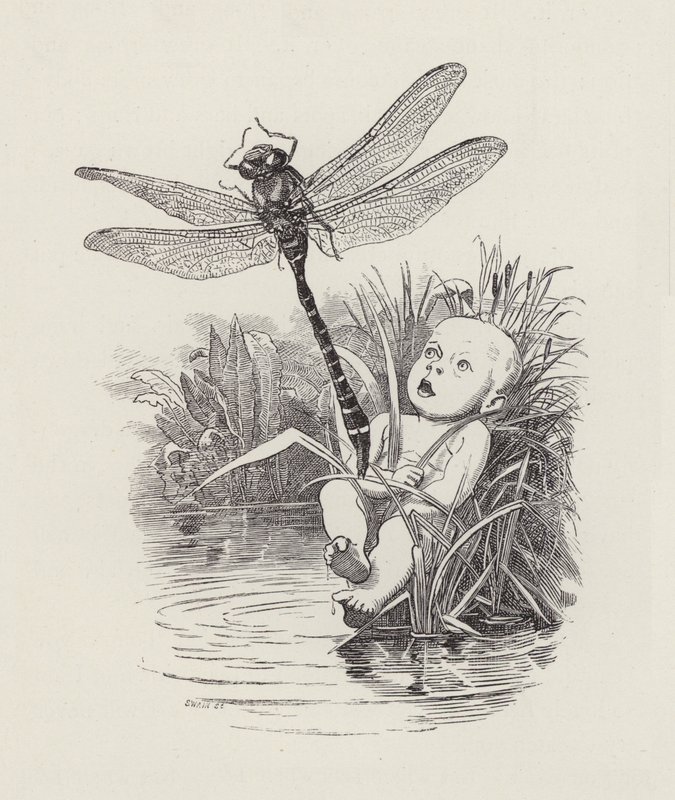Illusztráció: Charles Kingsley: The Water-Babies (metszet) alkotó: Edward Linley (after) Sambourne