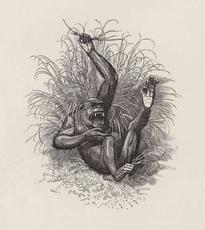 Illusztráció: Charles Kingsley: The Water-Babies (metszet) alkotó: Edward Linley (after) Sambourne