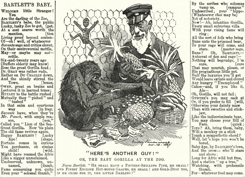 Punch rajzfilm: Abraham Dee Bartlett, a londoni állatkert felügyelője és egy gorillabébi (metszet) alkotó: Edward Linley (after) Sambourne