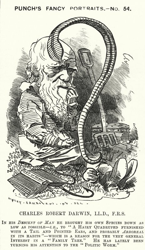 Punch rajzfilm: Charles Darwin angol természettudós és biológus (metszet) alkotó: Edward Linley (after) Sambourne