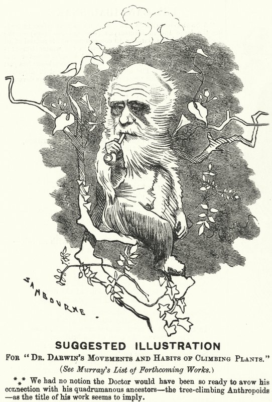 Lyukasztó rajzfilm: Javasolt illusztráció Dr. Darwin mozdulataihoz és a mászónövények szokásaihoz (metszet) alkotó: Edward Linley (after) Sambourne