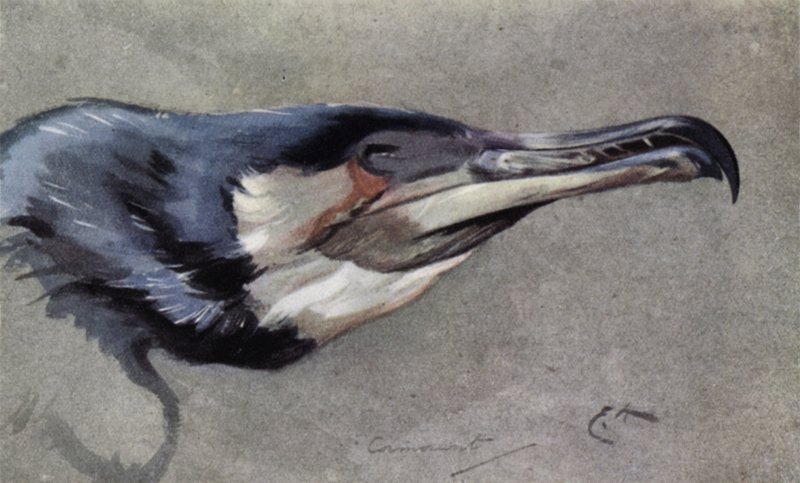 Kormorán alkotó: Edwin John Alexander