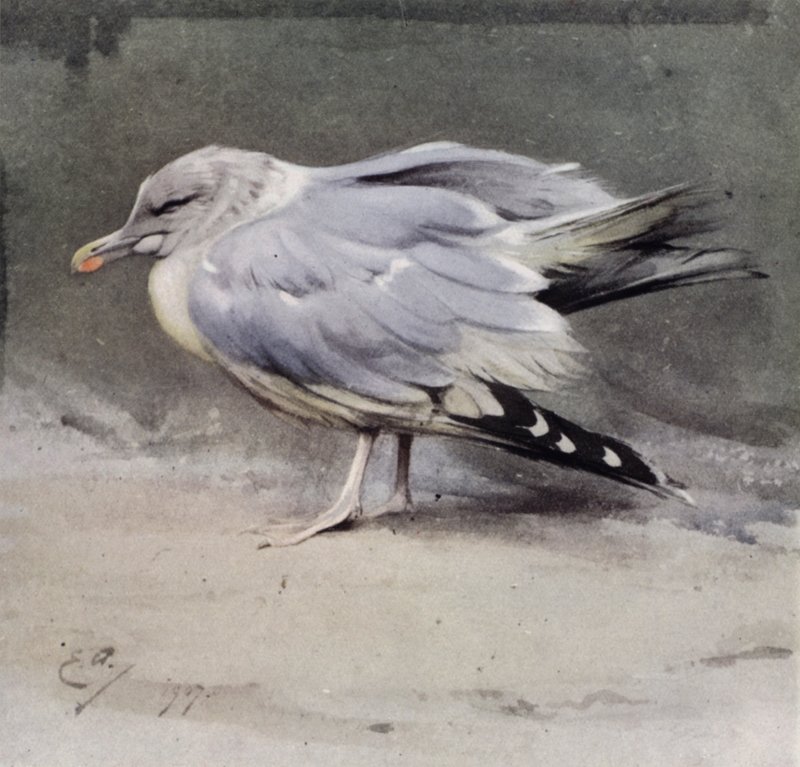 Beteg heringsirály alkotó: Edwin John Alexander