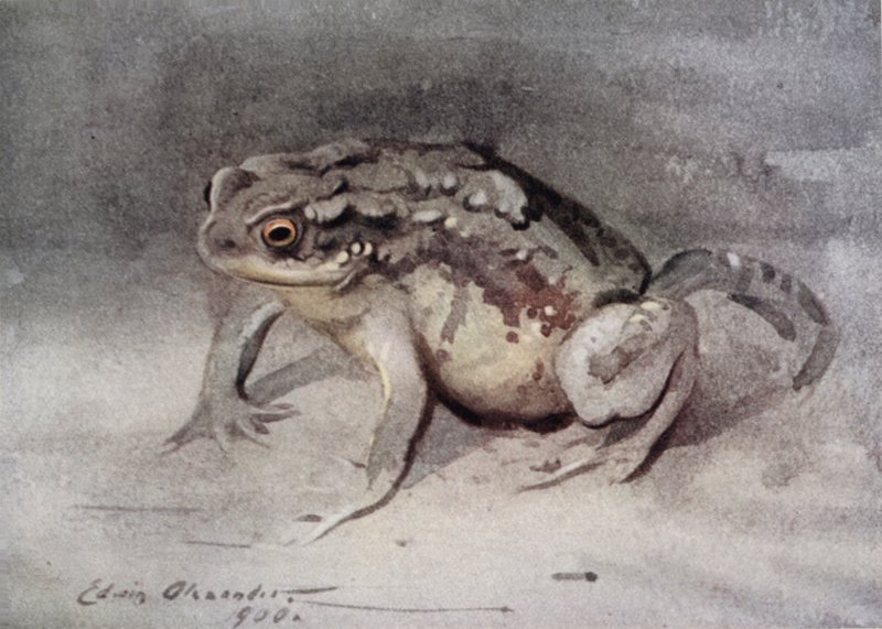 Varangy alkotó: Edwin John Alexander